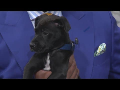 Louisiana SPCA: National Adoption Week