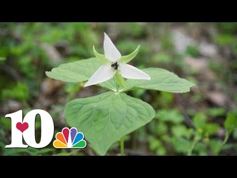 Nature Sounds: Cove Hardwood Nature Trail