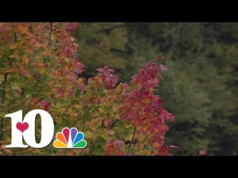 2023 Fall Foliage: Where you can see them, when to expect them