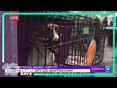 Dog adoption event hosted in Hillsborough County
