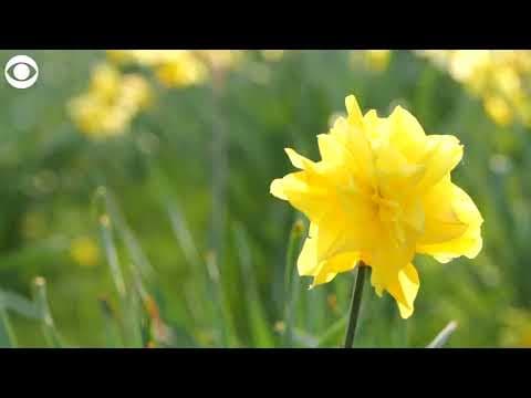 One million daffodils in bloom in St. James's Park in London