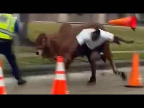 Only in Texas! Cow, goat run away from rodeo in Houston