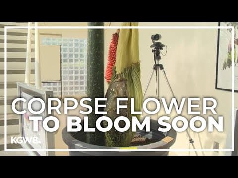 Corpse flower is expected to bloom soon at WSU Vancouver