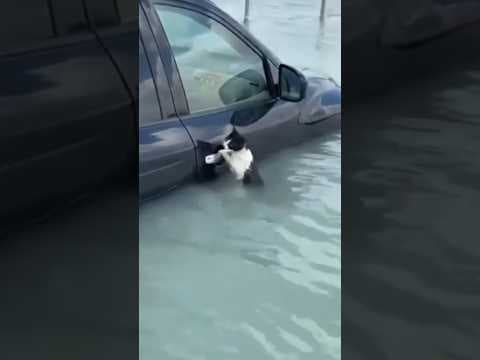 Cat rescued from floodwaters in Dubai