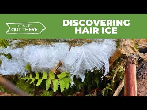 Combing through hair ice at Columbia River Gorge