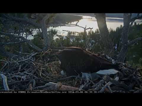Hatch watch is underway at a California bald eagle nest monitored by a popular online camera feed