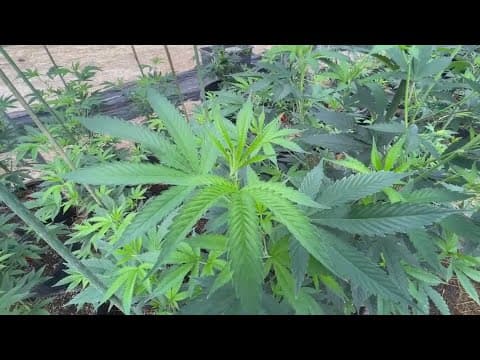 DEA to reclassify marijuana as Schedule III