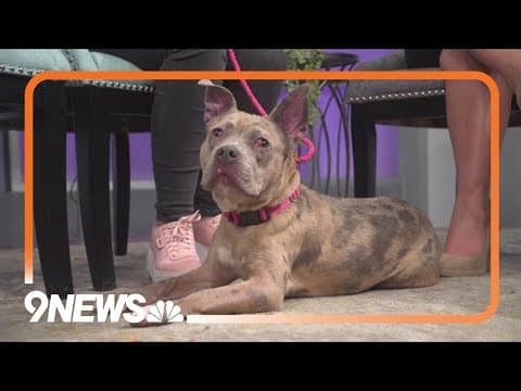 Pitbull-mix available for adoption loves to play