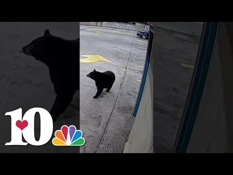 Just a bear strolling around Downtown Knoxville