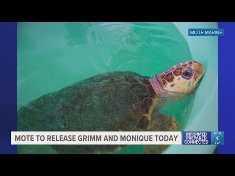 Two sea turtles being released back into Gulf