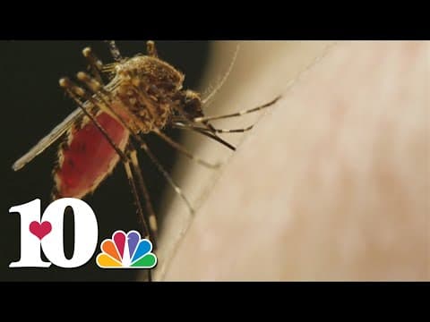 As summer rolls in, exterminator shares tips on how to prevent mosquitoes from infesting your home