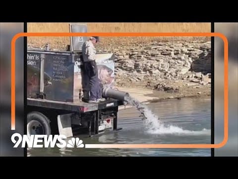 More than 6,500 rainbow trout introduced to Colorado lake