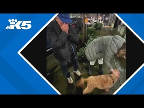 Stolen family dog returned to his owners