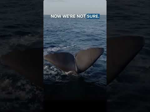 Rare sperm whales spotted off San Diego coast