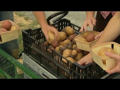 Debate over whether potatoes are vegetables | Have you heard?