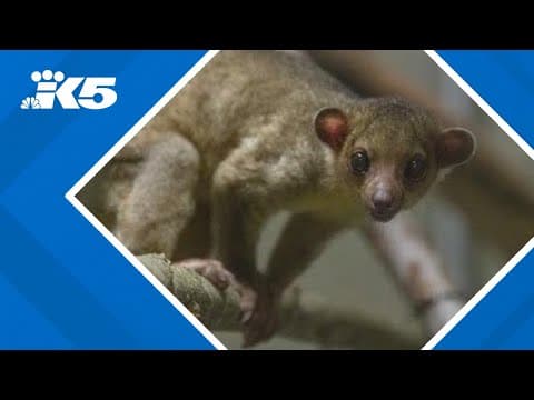 Abandoned kinkajou finds forever home