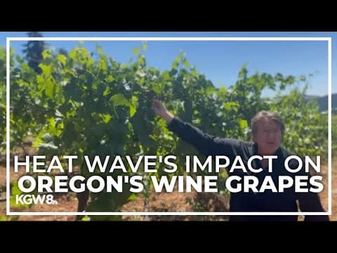 Oregon’s wine grapes may have gotten lucky with heat wave’s timing
