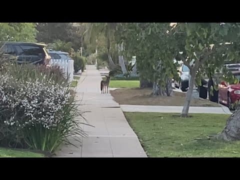 Increased coyote sightings amid pupping season