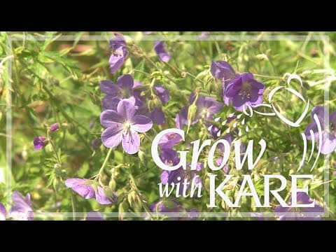 Grow with KARE: Keeping Geraniums in bloom all summer