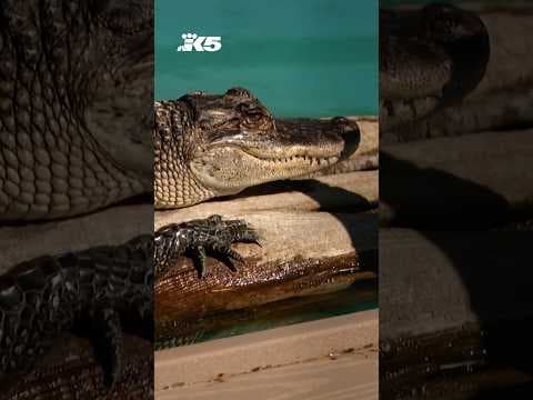 Roadside reptile zoo in Monroe to close down