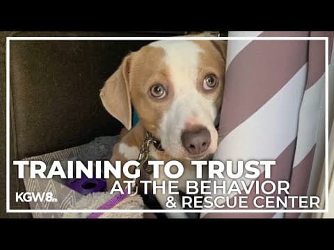 Oregon Humane Society trainers help rescue animals prepare for adoption