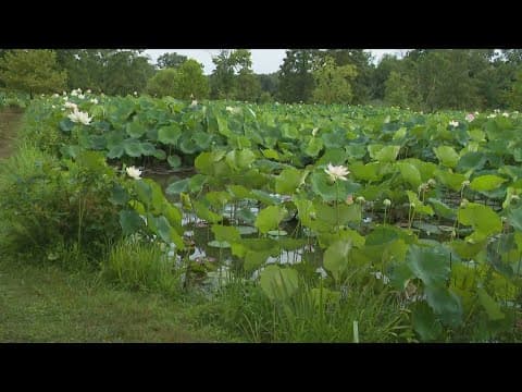Final day of Lotus and Water Lily Festival underway at Kenilworth Park and Aquatic Gardens
