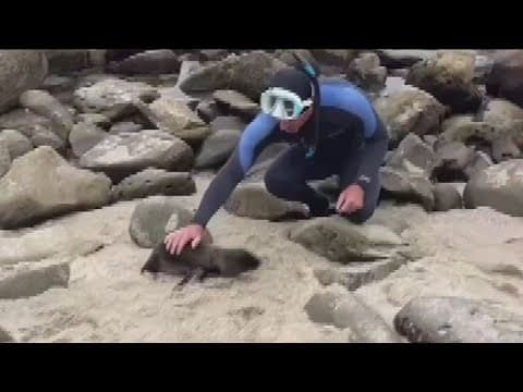 Sea lion confusion | What are the rules for beachgoers?