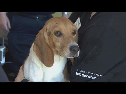 Rescued beagles under the care of the San Diego Humane Society