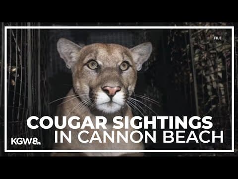 Cougar sightings reported in Cannon Beach Monday