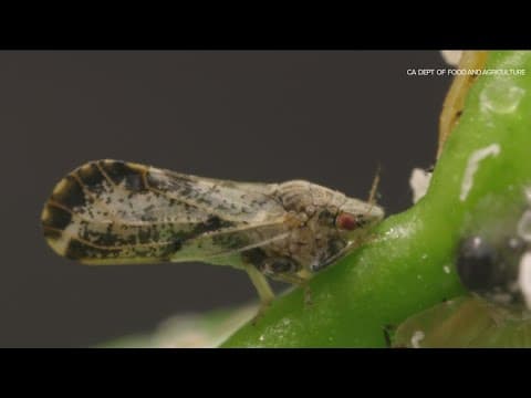 Asian citrus psyllid spreads devastating disease to citrus trees