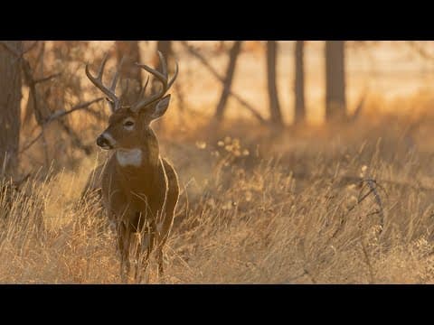 Minnesota DNR shares outlook for the firearm deer hunting season opener