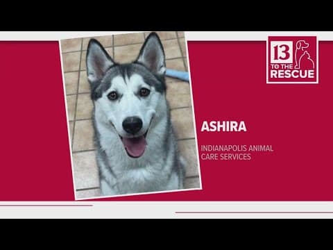 Pets of the Week: 1-13-2024