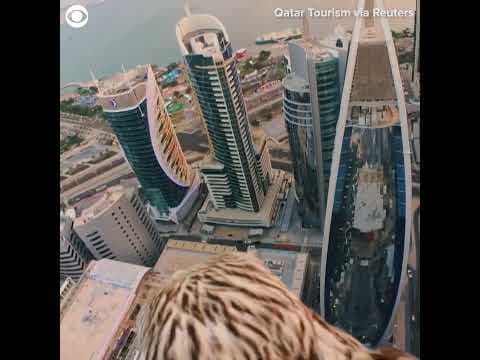 Falcon captures landmarks in Qatar from bird's-eye view #shorts