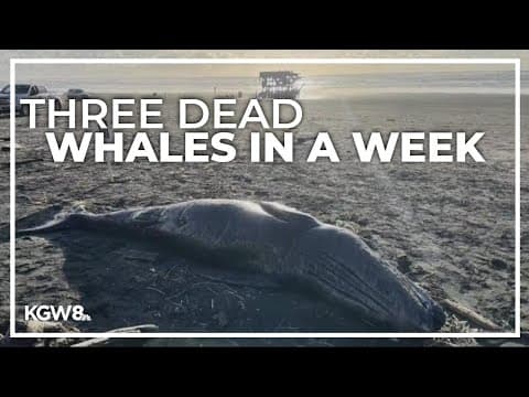 Three dead whales washed up on the Oregon coast within a week