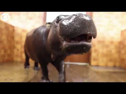 Newborn pygmy hippo explores new environment