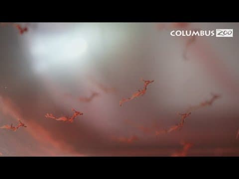 Columbus Zoo welcomes first-ever successful birth of seadragon babies