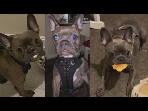 2 French Bulldogs stolen in DC