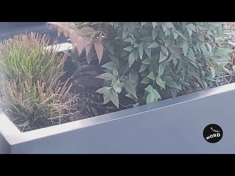 Duck on the roof of Planet Word museum protects babies from wind