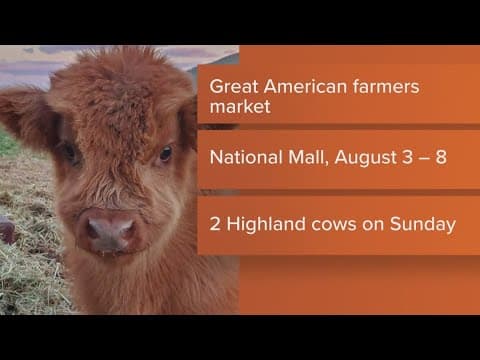 Great Amerian Farmers Market brings cows, goat yoga to the national mall