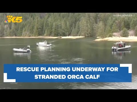 Rescue planning underway for stranded orca calf near Vancouver Island