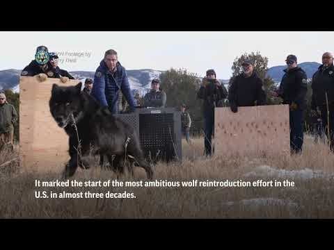 Colorado releases first 5 wolves in reintroduction plan