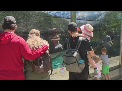 Walruses return to Indianapolis Zoo