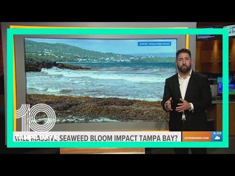 Will this latest massive seaweed bloom impact Tampa Bay?