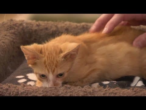 A Tennessee cat rescue is caring for a cat with 4 ears
