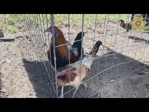 56 chickens starved in suspected Houston cockfighting ring