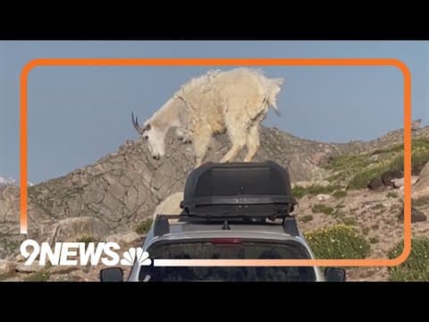 Goat dances on top of Colorado woman's car