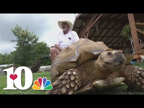Hamblen Co. tortoise opens enclosure, leads owner on days-long slow-speed escape