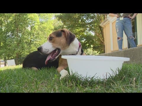 Man convicted of torturing dog in Indianapolis; dog finds new home