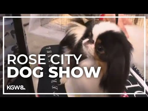 Cute dogs at the Rose City Dog Show