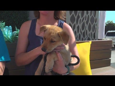 Annual Dog Days of Summer MEGA Pet Adoption Event features more than 300 adoptable pets